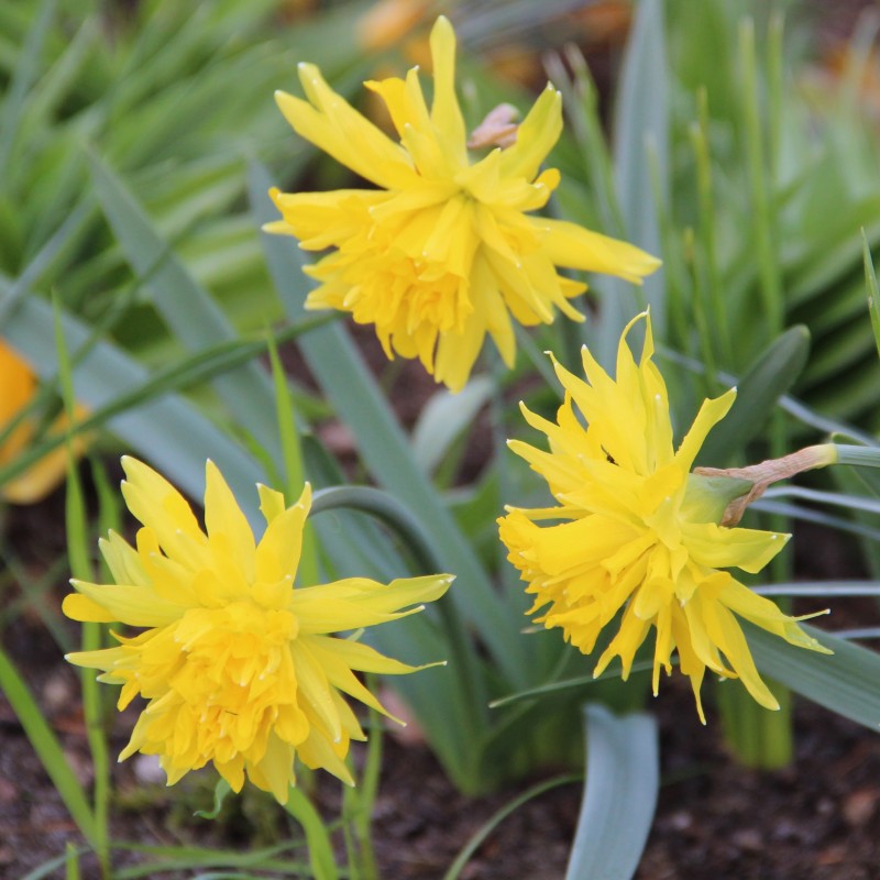 Narcissus 'Rip van Winkle'