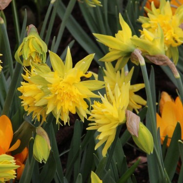 Narcissus 'Rip van Winkle'