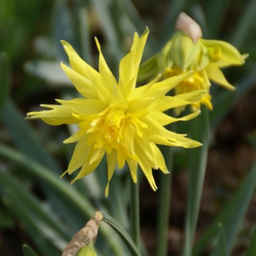 Narcissus 'Rip van Winkle'