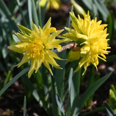 Narcissus 'Rip van Winkle'