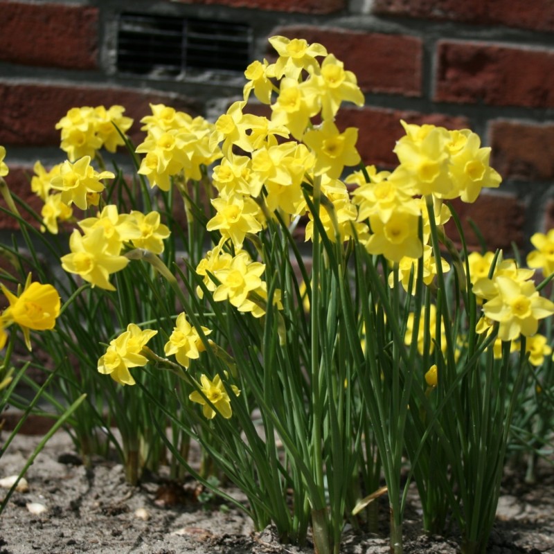 Narcissus 'Sabrosa'