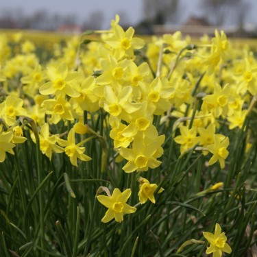 Narcissus 'Sabrosa'