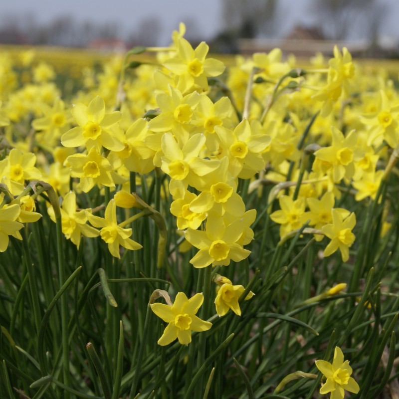 Narcissus 'Sabrosa'
