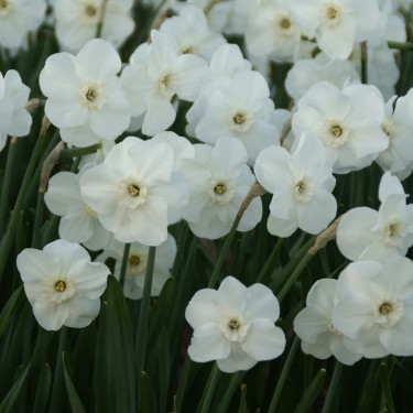 Narcissus 'Sea Princess'