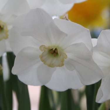 Narcissus 'Sea Princess'