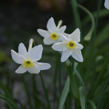 Narcissus 'Segovia'