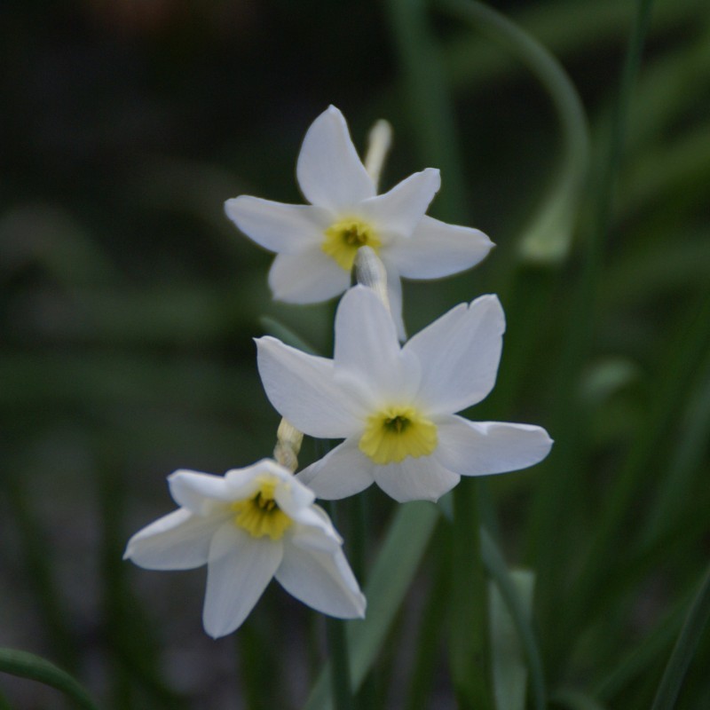 Narcissus 'Segovia'