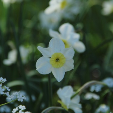 Narcissus 'Segovia'