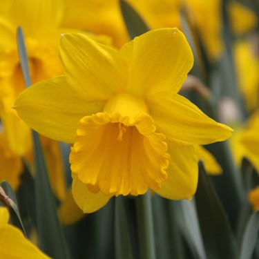 Narcissus 'Sint Victor'