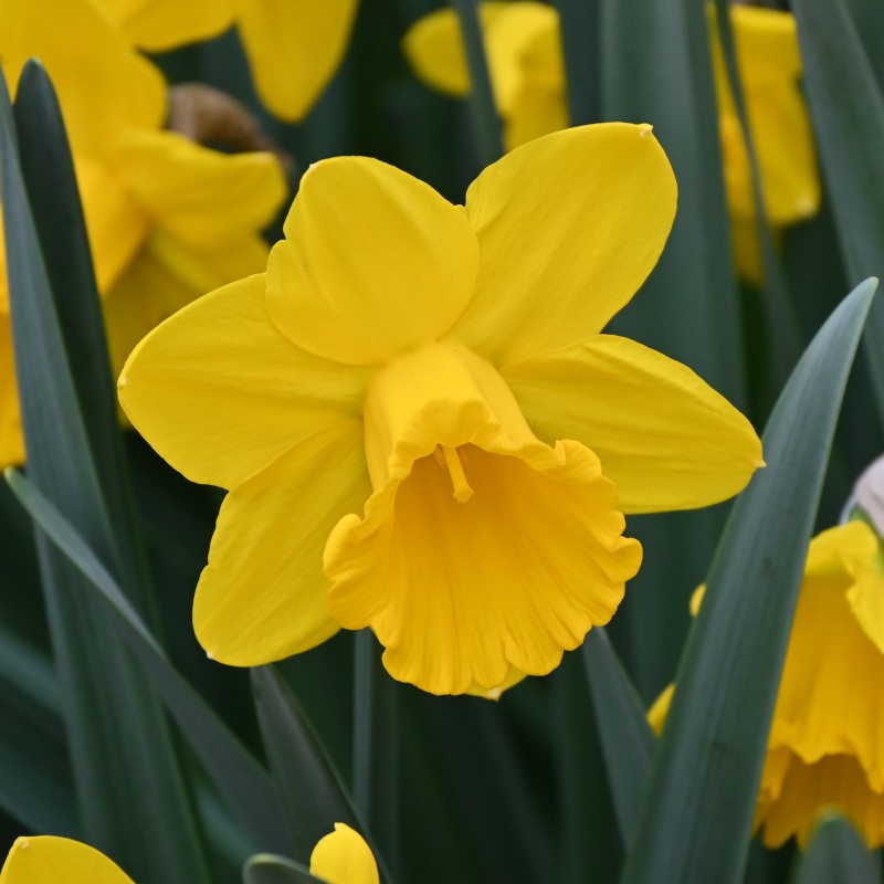 Narcissus 'Sint Victor'