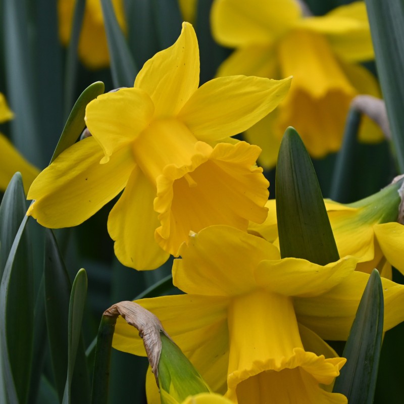 Narcissus 'Sint Victor'