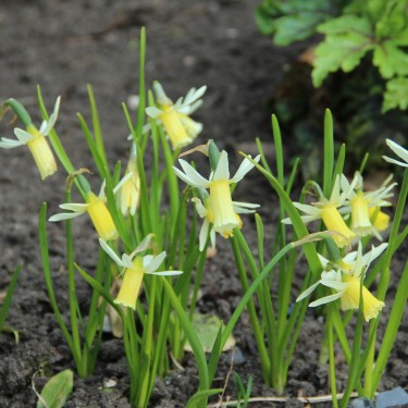 Narcissus 'Snipe'