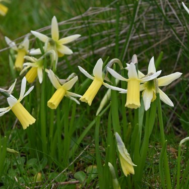 Narcissus 'Snipe'