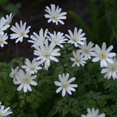 Anemone apennina var. alba