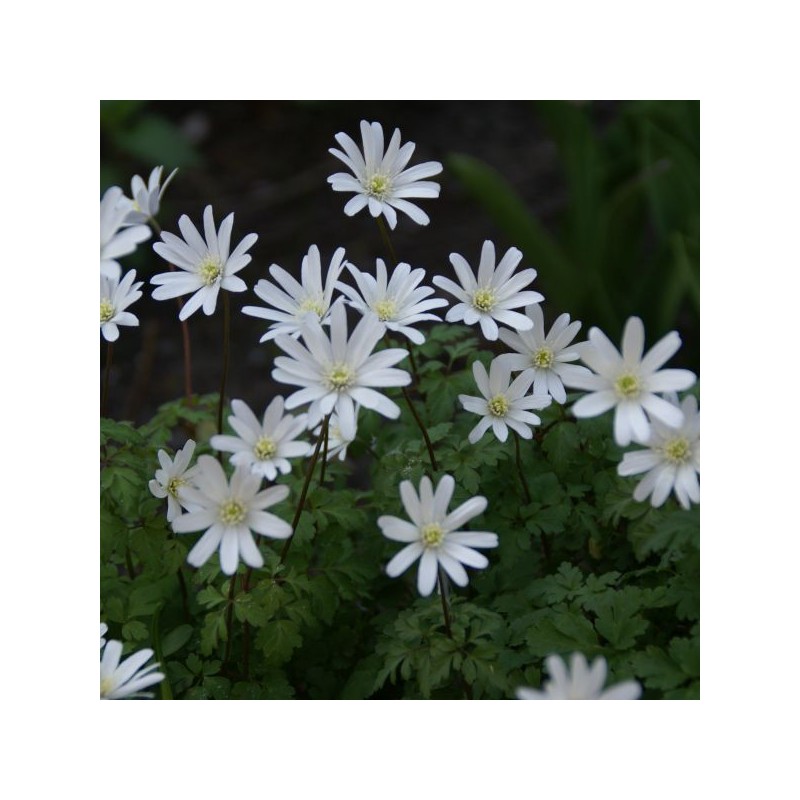 Anemone apennina var. alba