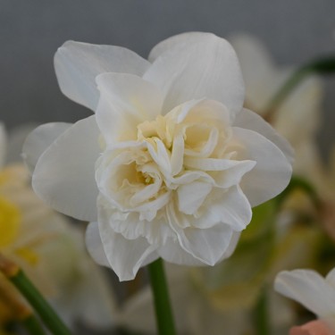 Narcissus 'Snowball'