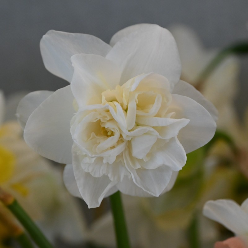 Narcissus 'Snowball'