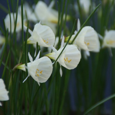 Narcissus 'Spoirot'