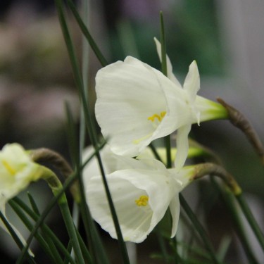 Narcissus 'Spoirot'