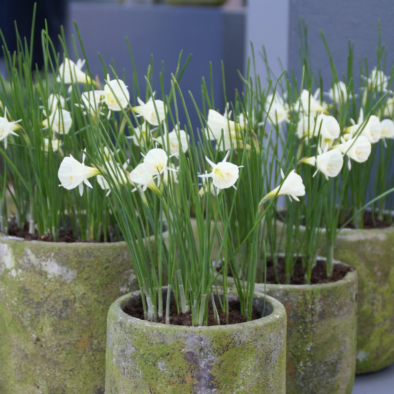 Narcissus 'Spoirot'
