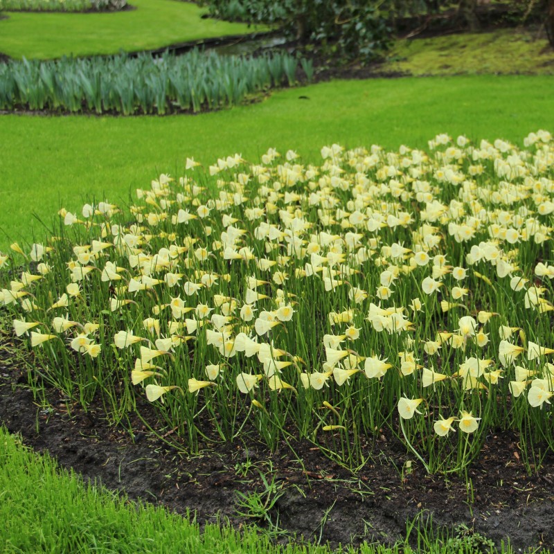 Narcissus 'Spoirot'