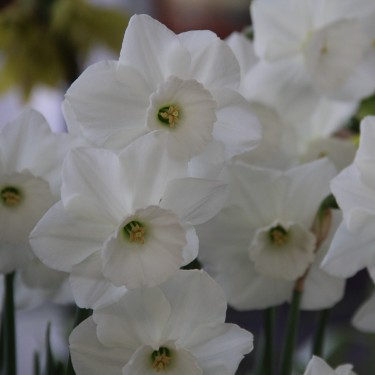 Narcissus 'Stainless'