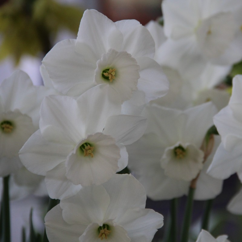 Narcissus 'Stainless'