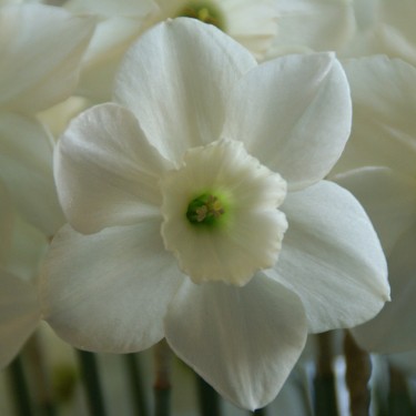 Narcissus 'Stainless'