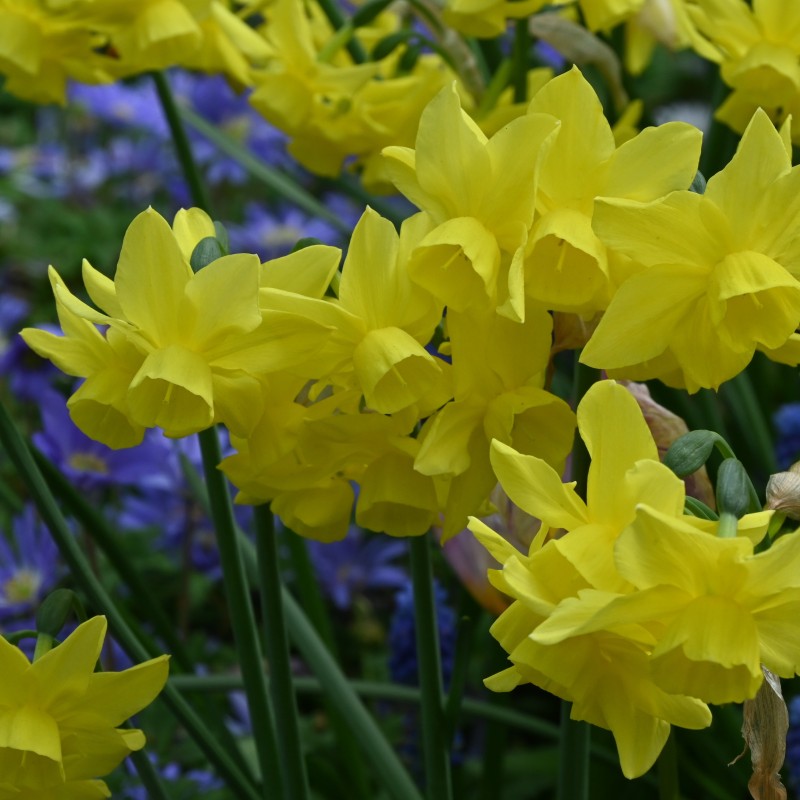 Narcissus 'Sunlight Sensation'
