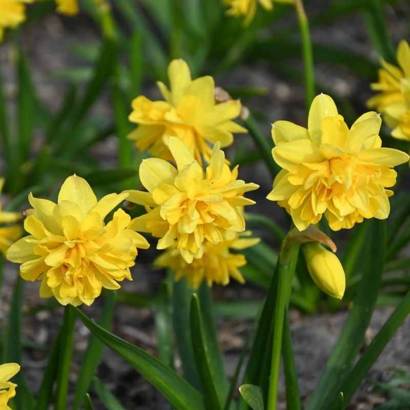 Narcissus 'Tête Deluxe'