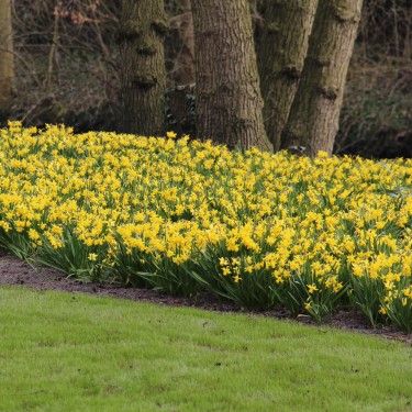 Narcissus 'Tête-à-Tête'