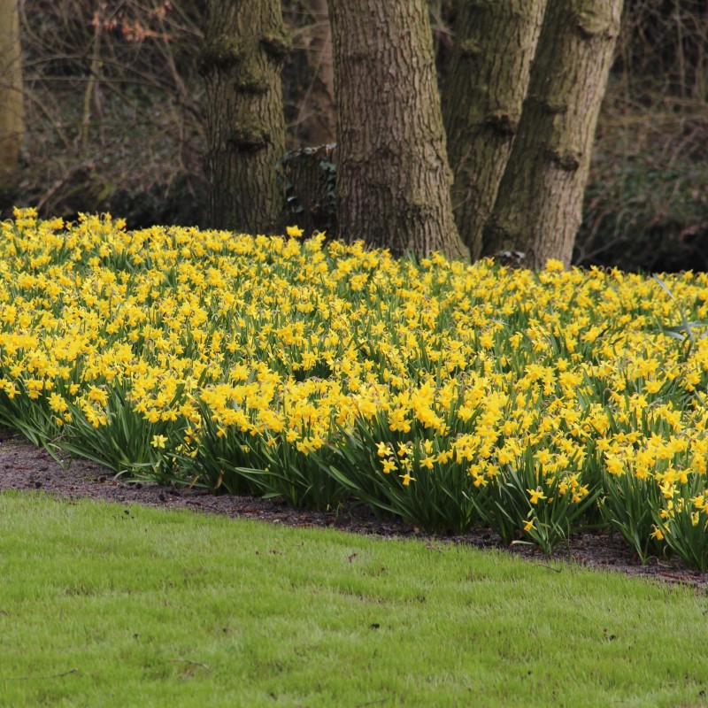 Narcissus 'Tête-à-Tête'