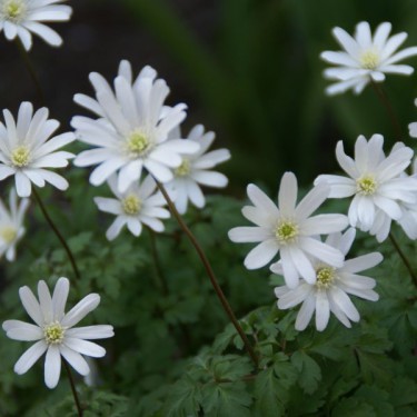 Anemone apennina var. alba