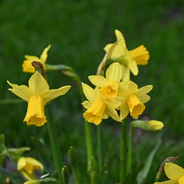 Narcissus 'Tête-à-Tête'