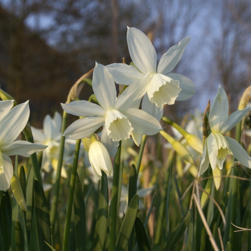 Narcissus 'Thalia'
