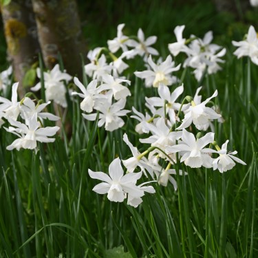 Narcissus 'Thalia'