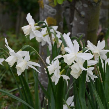 Narcissus 'Thalia'