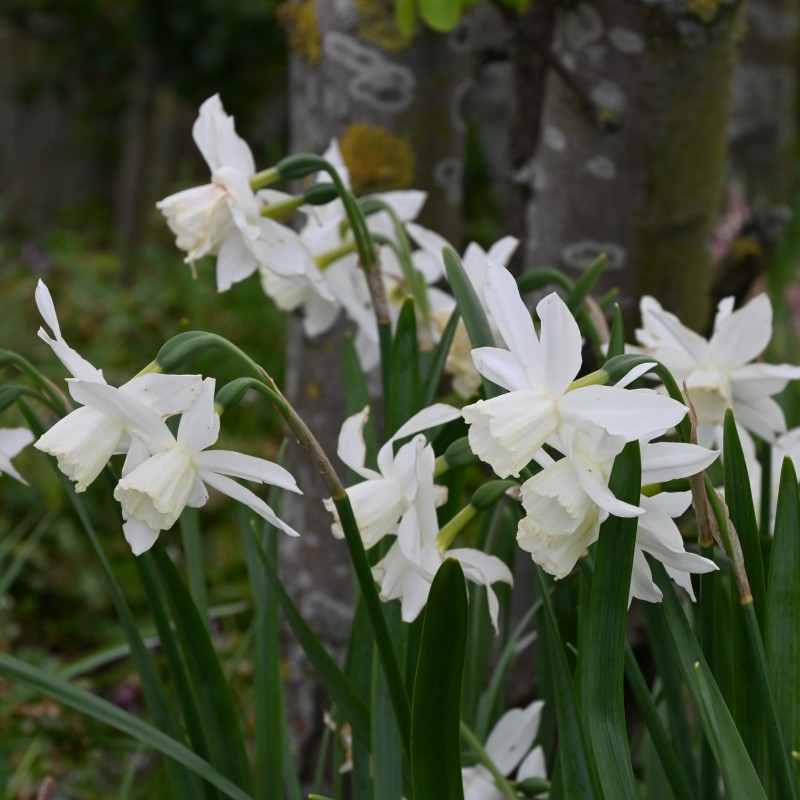 Narcissus 'Thalia'