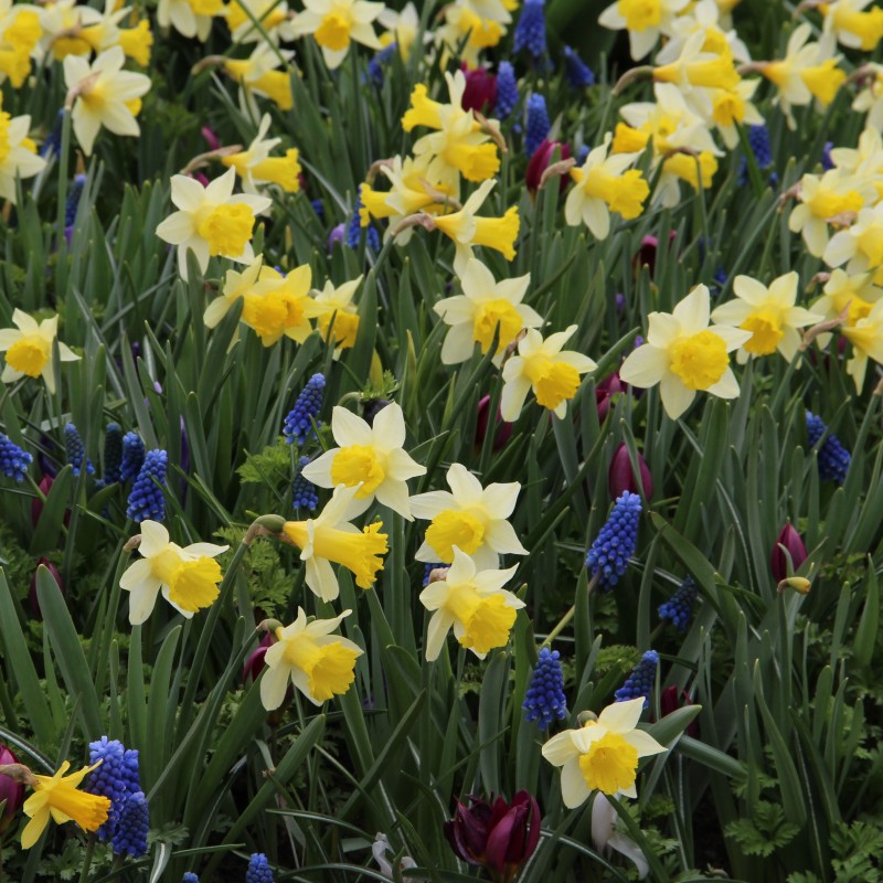 Narcissus 'Topolino'