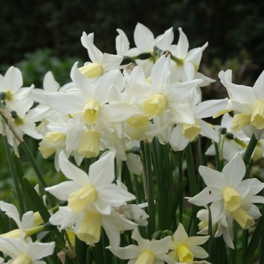 Narcissus 'Toto'