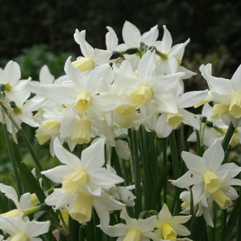 Narcissus 'Toto'