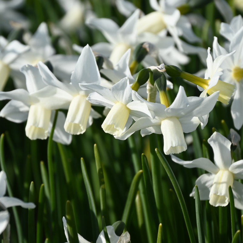 Narcissus 'Toto'