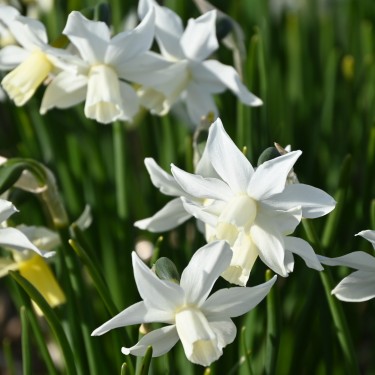 Narcissus 'Toto'