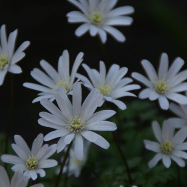 Anemone apennina var. alba