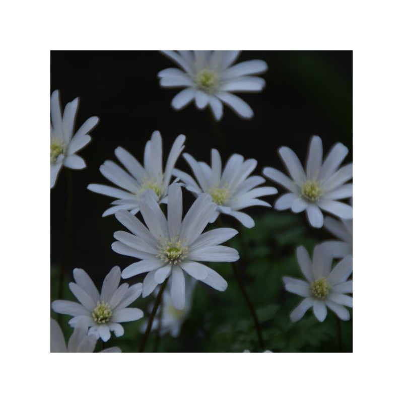 Anemone apennina var. alba