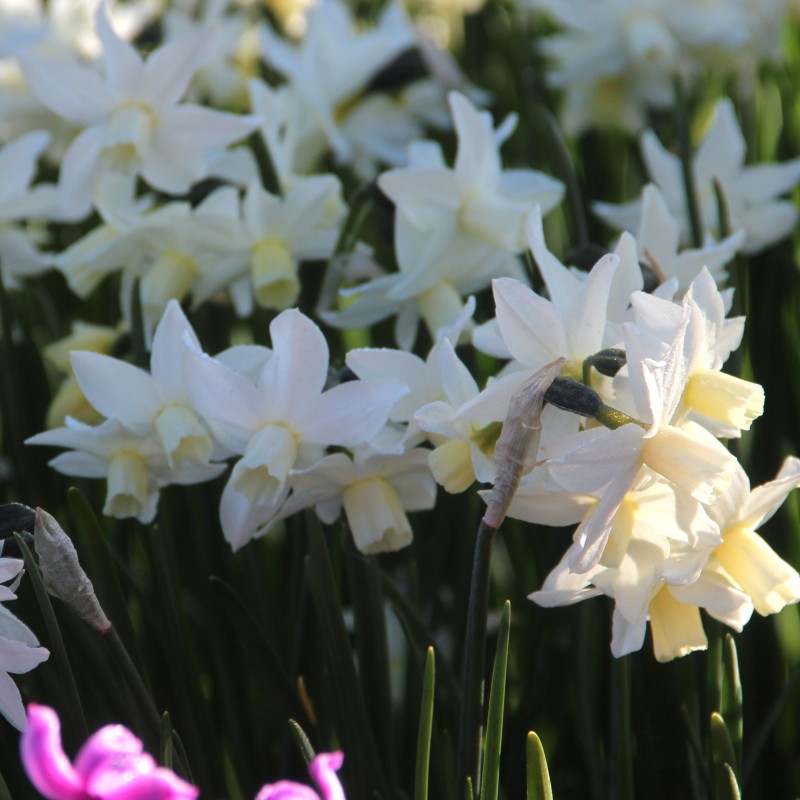 Narcissus 'Toto'