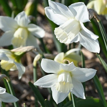 Narcissus 'White Plume'