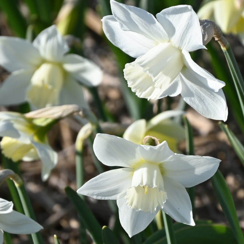 Narcissus 'White Plume'