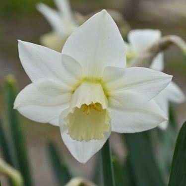Narcissus 'White Plume'