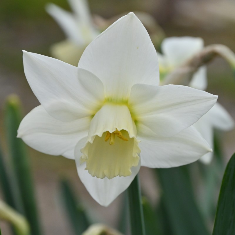 Narcissus 'White Plume'